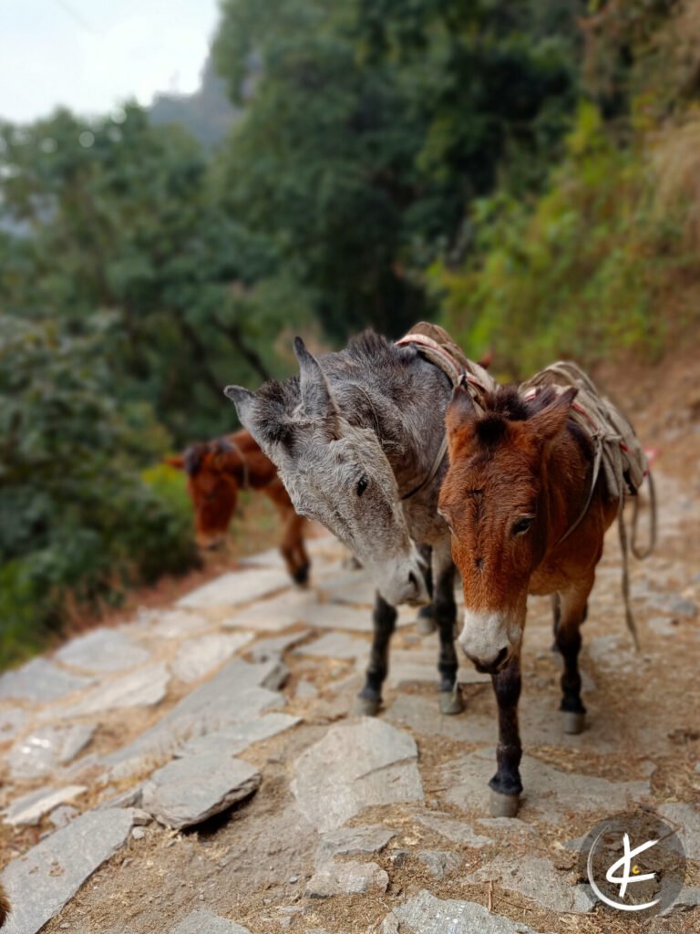 Zwei Esel laufen mit Last den Berg hinauf