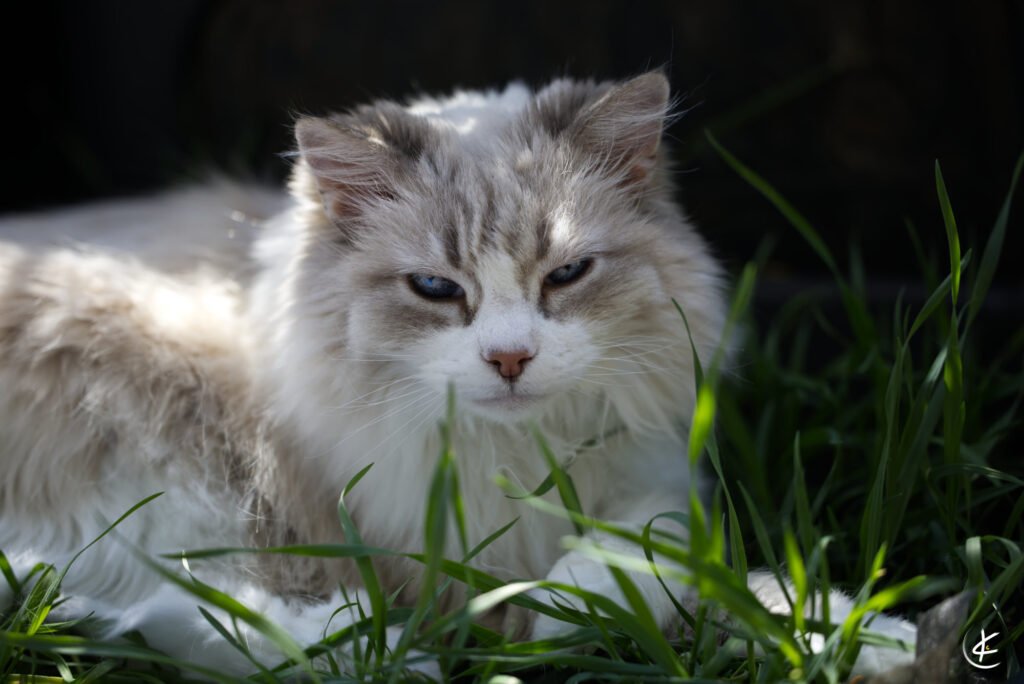 Sibirische Waldkatze sitzt im Gras und schaut in die Kamera
