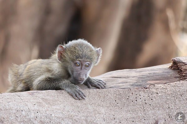 Junger Pavian hält sich an einem Ast im Baum fest