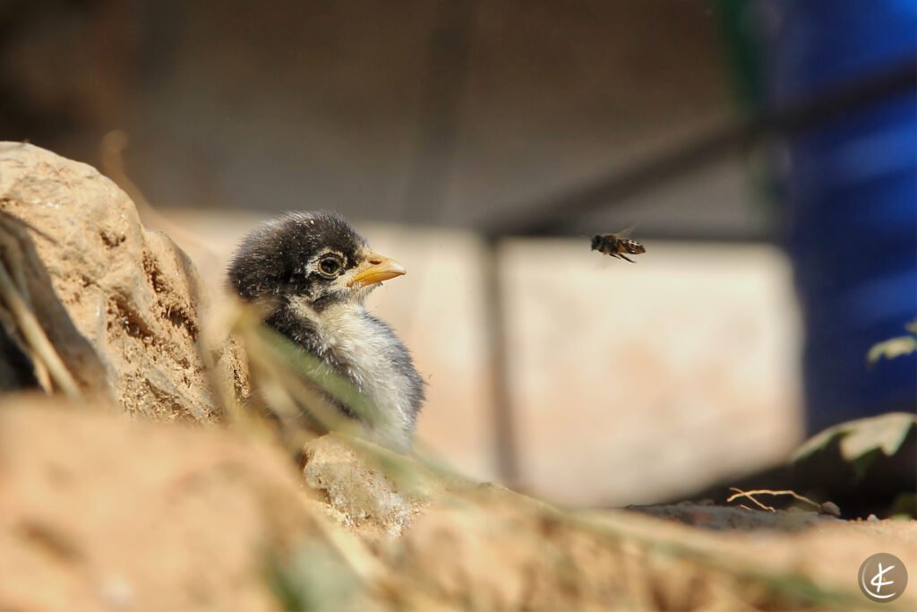 Biene fliegt direkt auf das Gesicht eines Kükens zu
