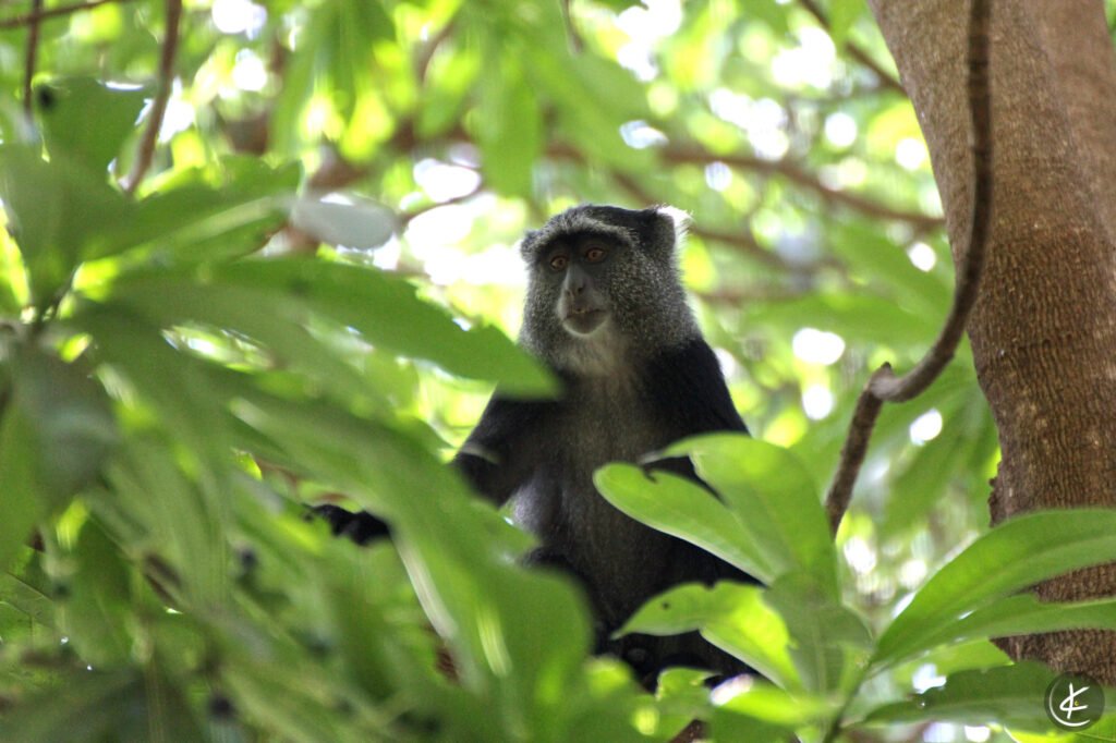 Diademmeerkatze sitzt auf einem Baum