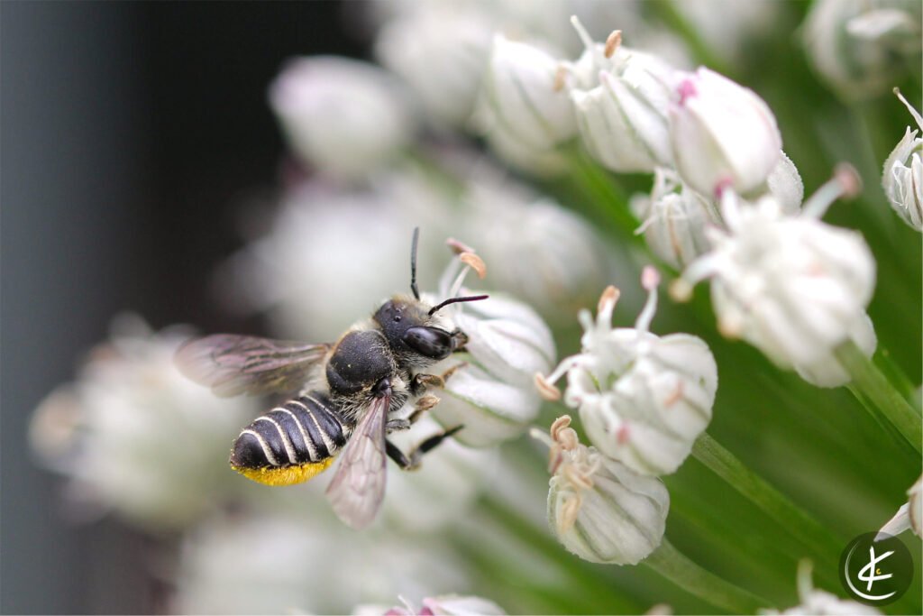 Blattschneiderbiene sitzt auf einer Lauchblüte