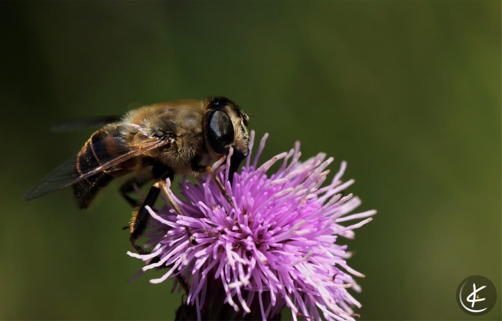 Drohnenfliege sitzt auf einer Distelblüte