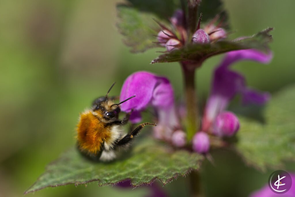 Hummel, die auf einer Taubnessel sitzt