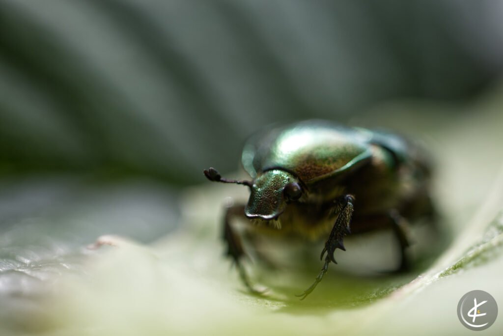 Makroaufnahme eines Rosenkäfers, der auf einem Blatt sitzt