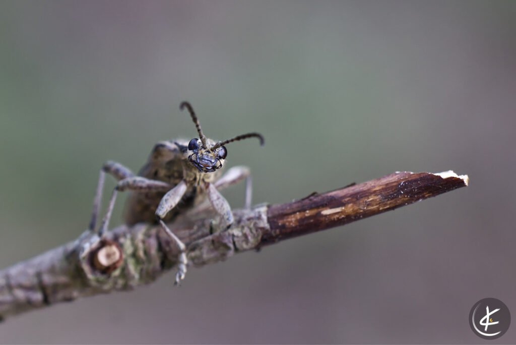 Makroaufnahme eines Schrotbocks, der auf einen Ast sitzt