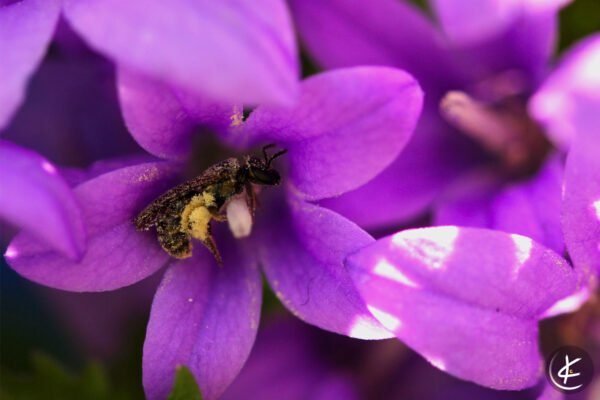 Wildbiene schläft in einer Glockenblume | München