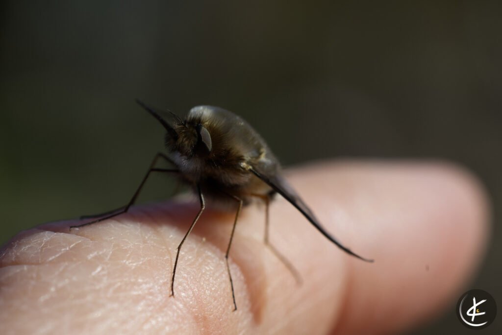 Makroaufnahme eines Wollschwebers, der auf einem Finger sitzt