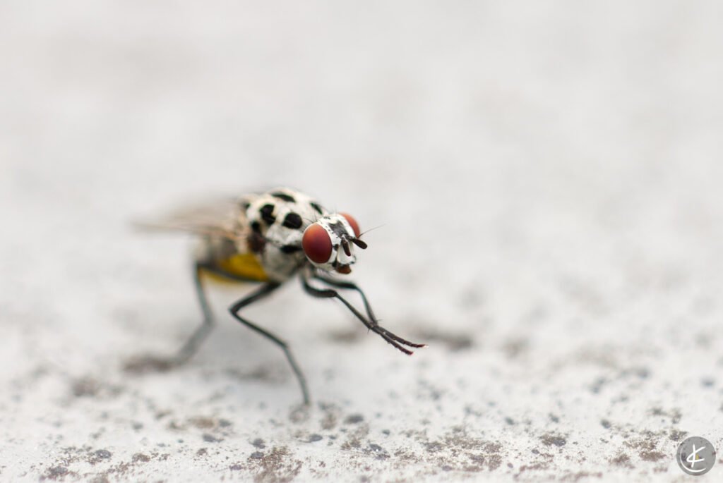 Makroaufnahme einer Blumenfliege