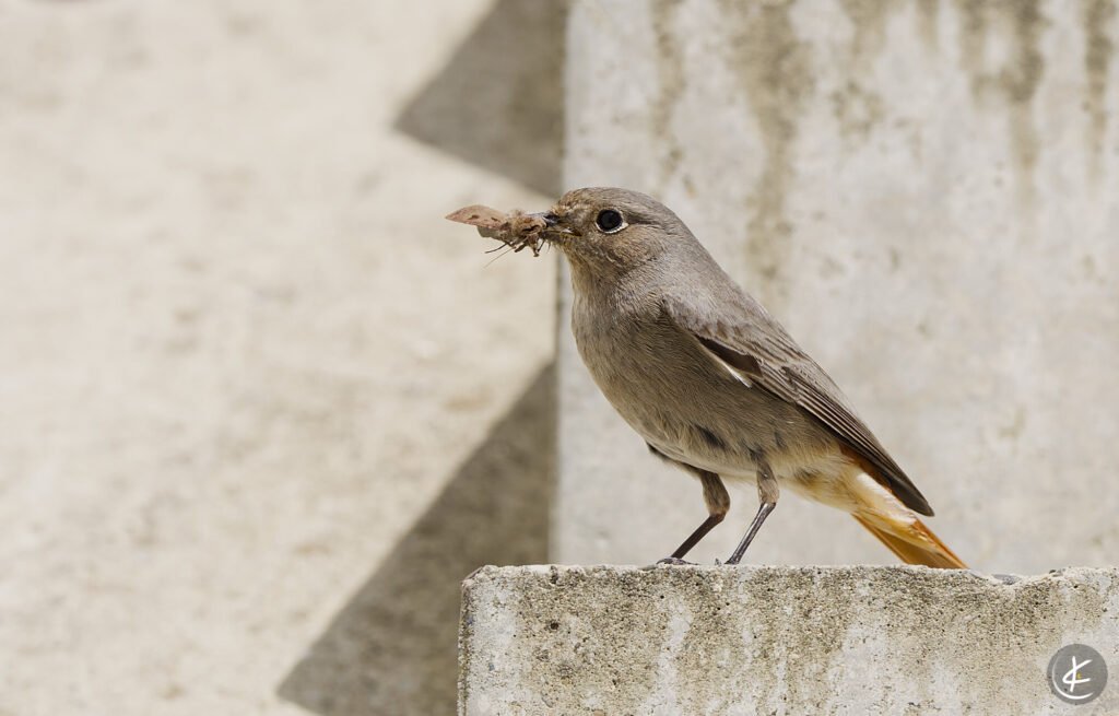 Rotschwanz mit Motte im Schnabel