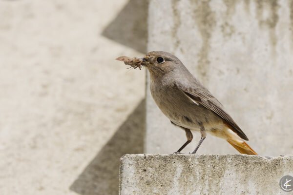 Mama Rotschwanz mit Motte im Schnabel
