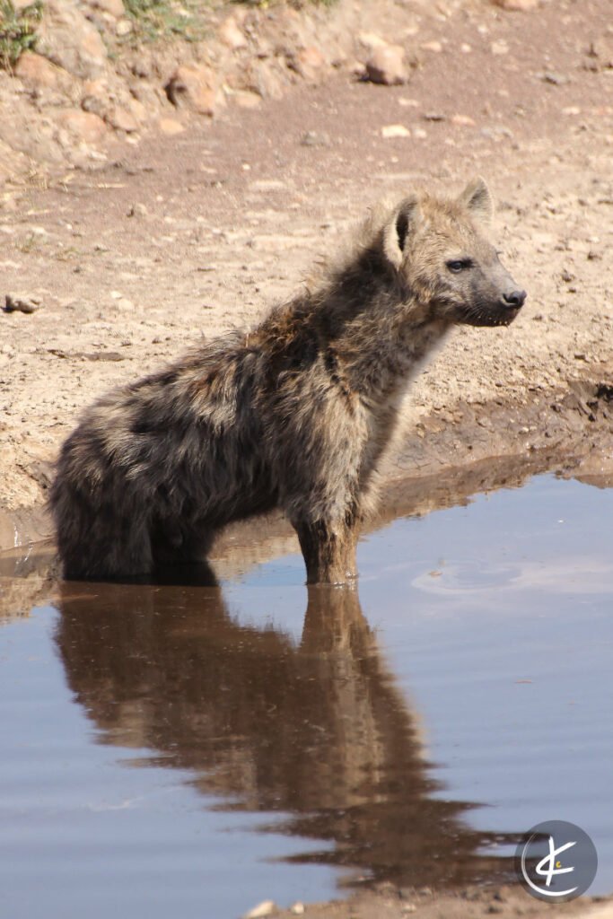 Junge Hyäne steht in einem Wasserloch