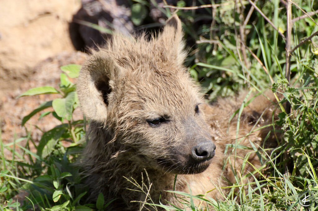 Portrait einer jungen Hyäne, die im Gras liegt