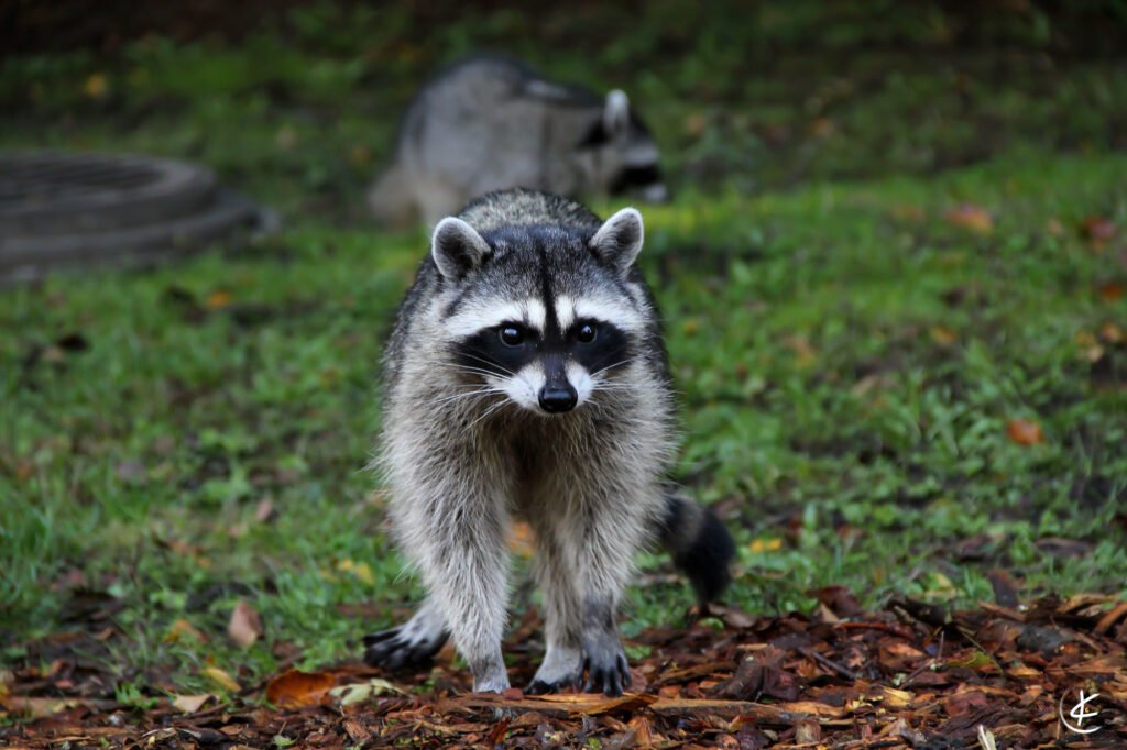 Waschbär läuft über eine Wiese
