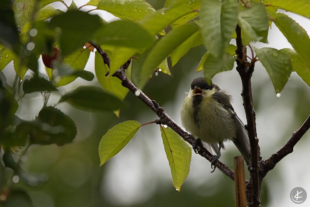 Junge Kohlmeise sitzt bei Regen mit offenem Maul im Baum