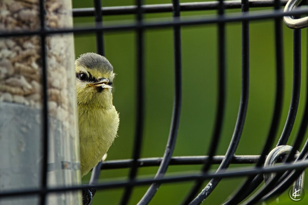Junge Blaumeise schaut mit Futter im Maul hinter einer Futtersäule vor