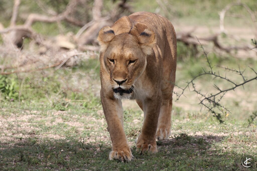 Frontalansicht einer Löwin in der Serengeti
