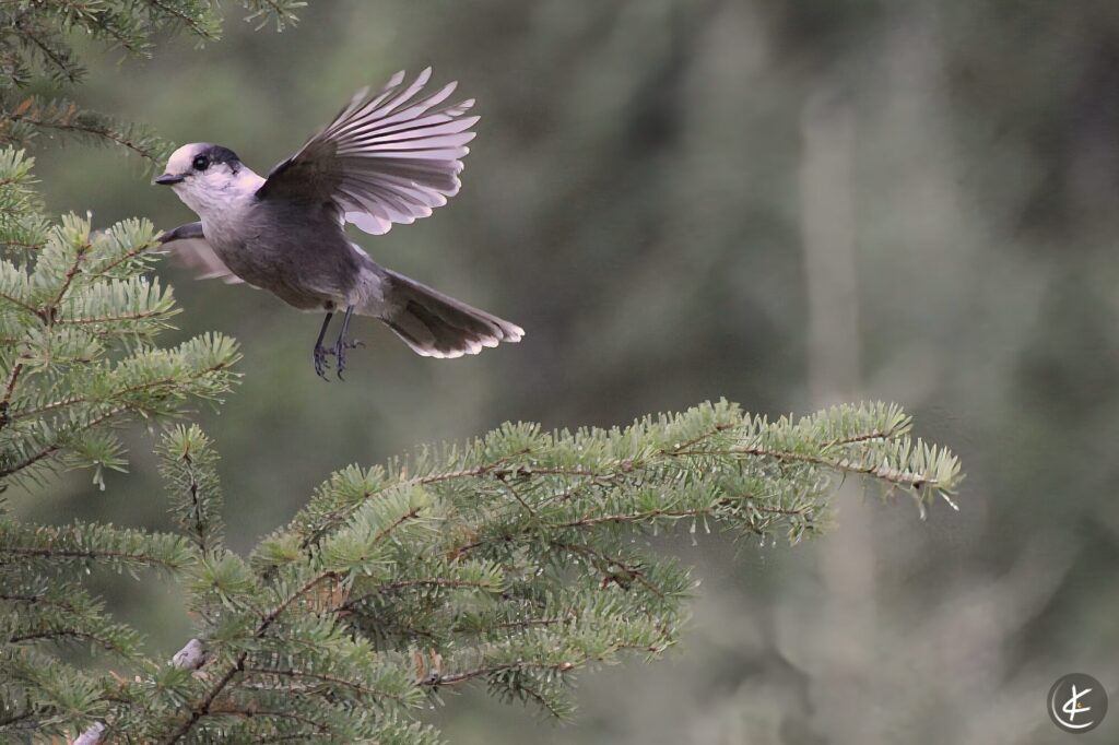 Vogel im Flug von einer Tanne