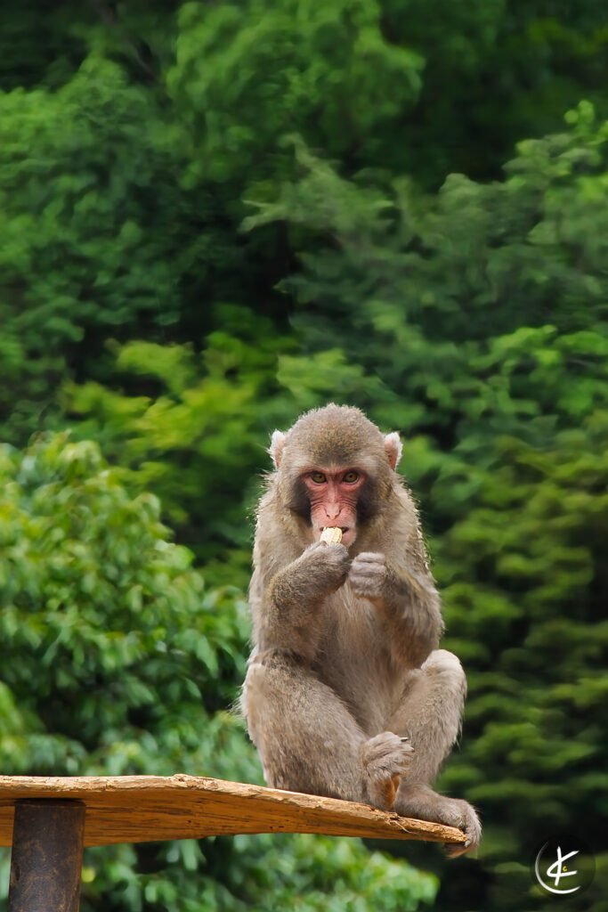 Pavian frisst einen Apfel