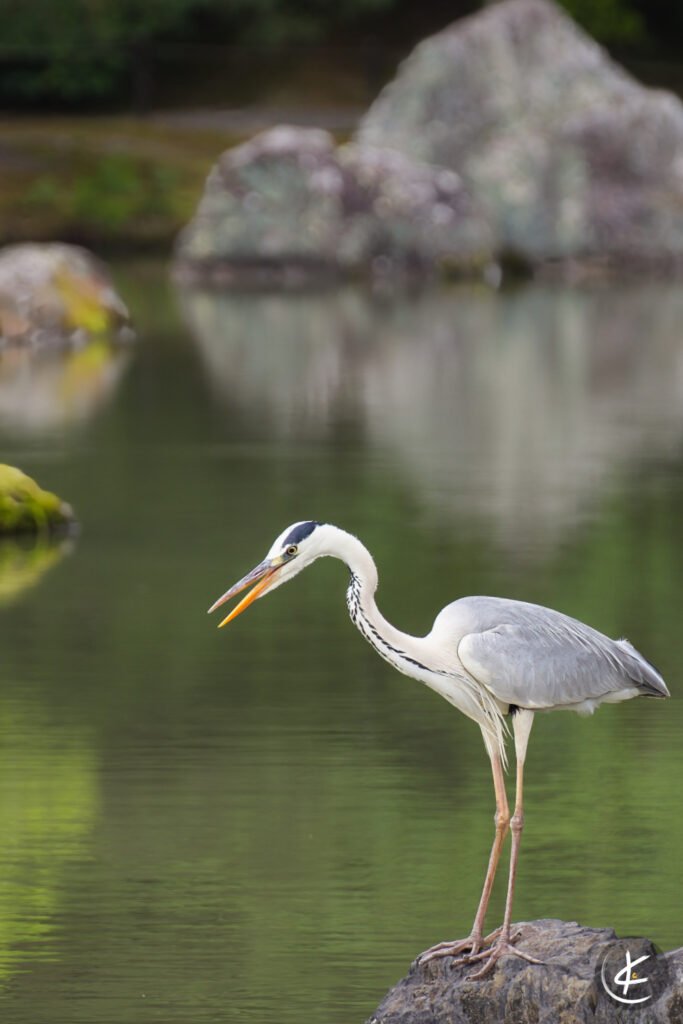 Graureiher sitzt mit geöffnetem Schnabel auf einem Fels im Wasser