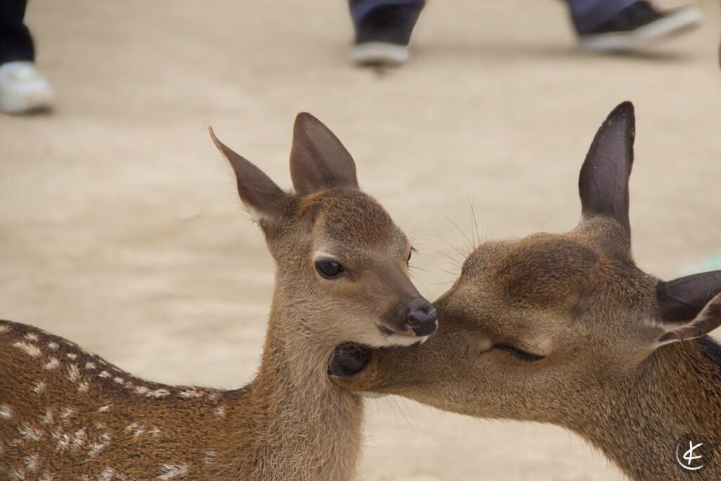 Nahaufnahme von einem Reh, das ihr Junges putzt