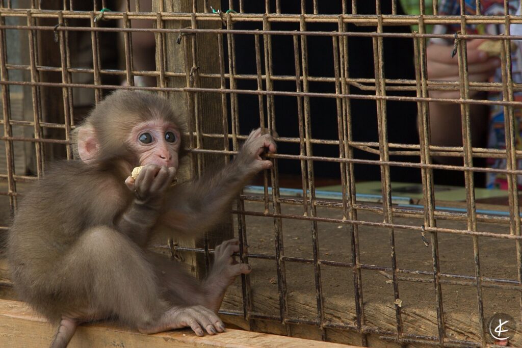 Pavianbaby sitzt an einem Gitter und frisst ein Stück Apfel