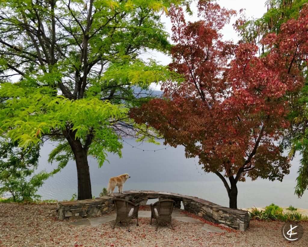 Hund steht auf einer Mauer, die von bunten Bäumen umgeben ist, und schaut in die Ferne