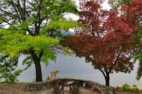 Hund steht auf einer Mauer, die von bunten Bäumen umgeben ist, und schaut in die Ferne