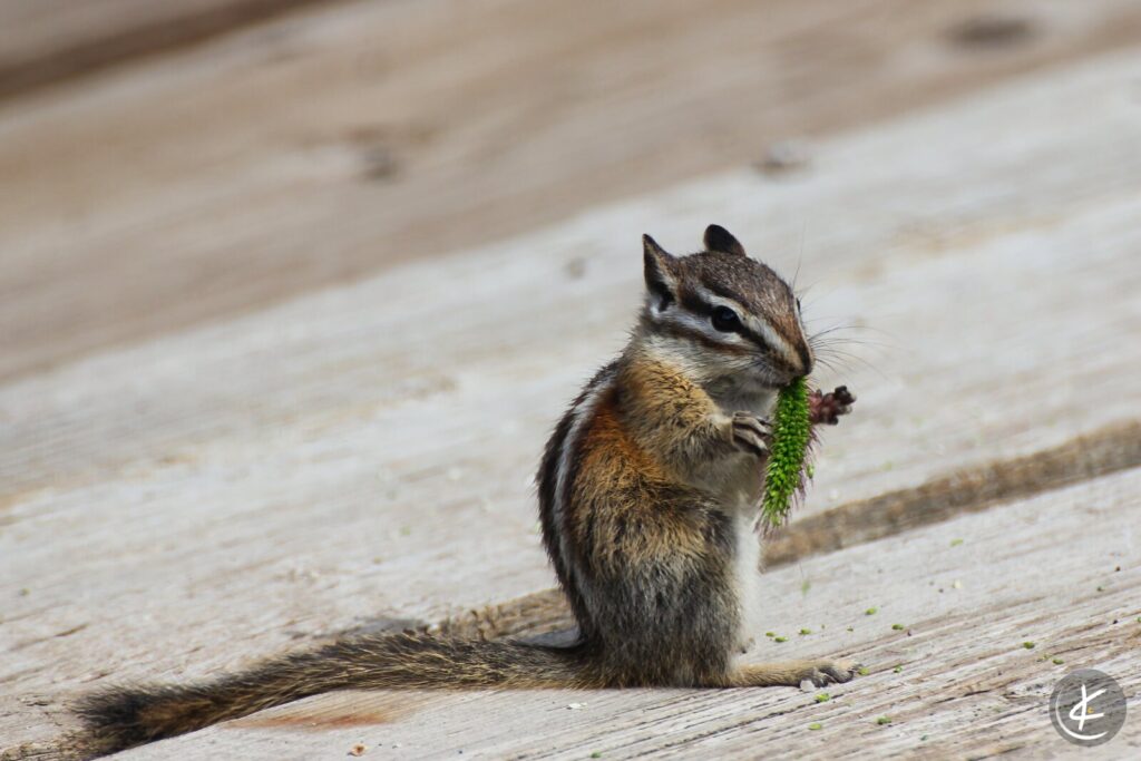 Nahaufnahme eines Streifenhörnchens, das gerade frisst