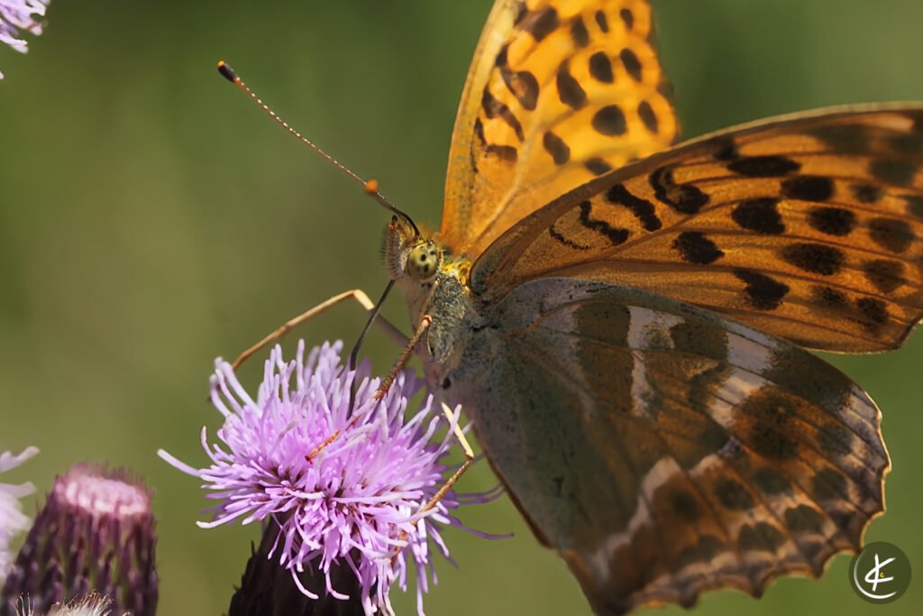 Kaisermantel trinkt Nektar aus einer Distel